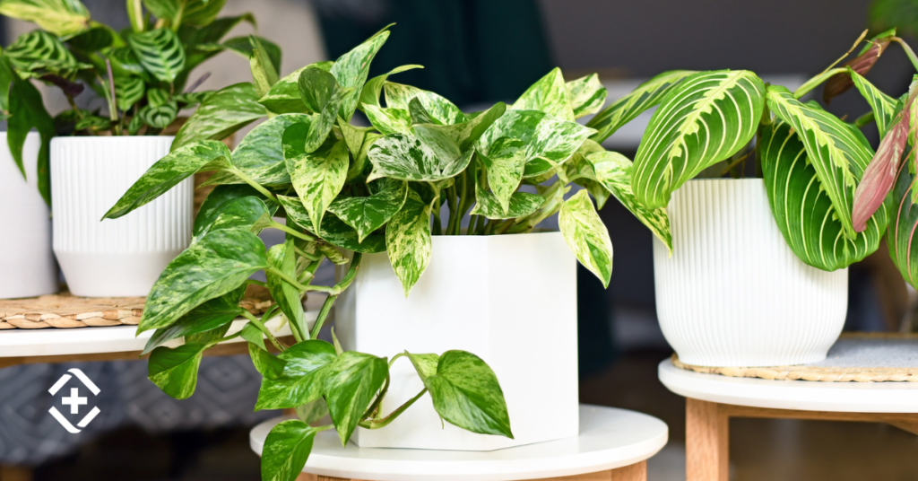usa plantas para bajar la temperatura de una habitación